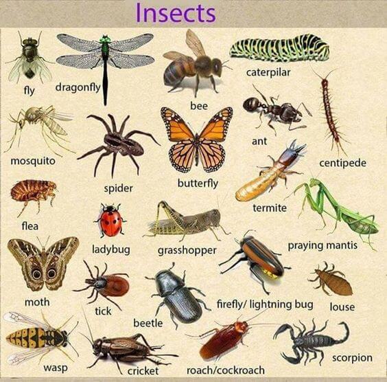 Từ vựng về các loại côn trùng