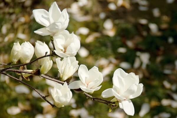 Hoa chi mộc lan (Magnolia)