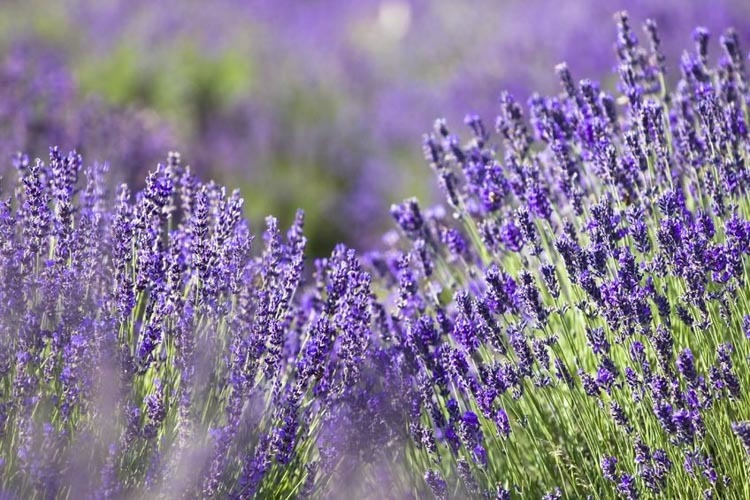 Hoa oải hương (Lavender)