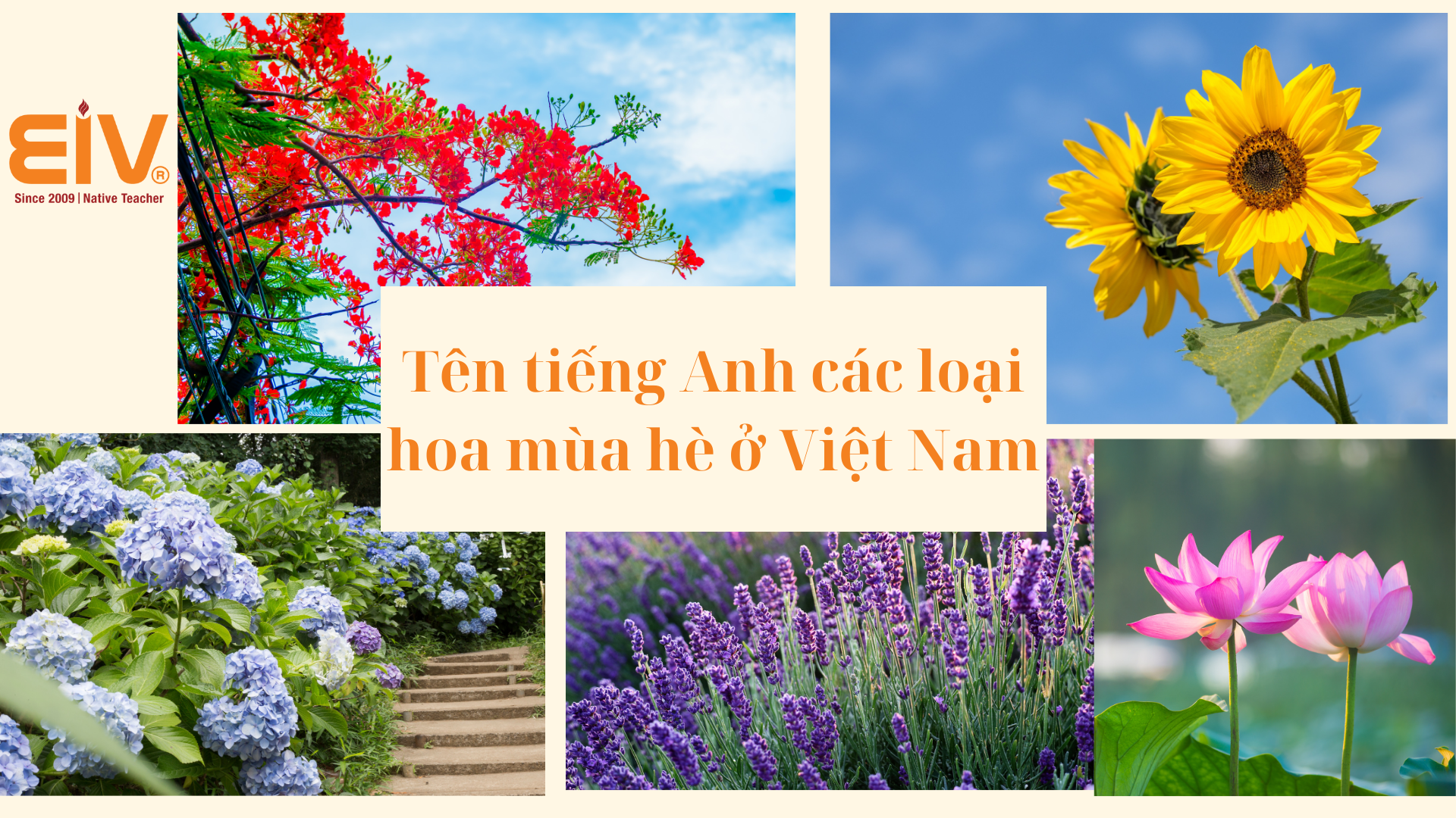 Tên tiếng Anh các loại hoa mùa hè ở Việt Nam