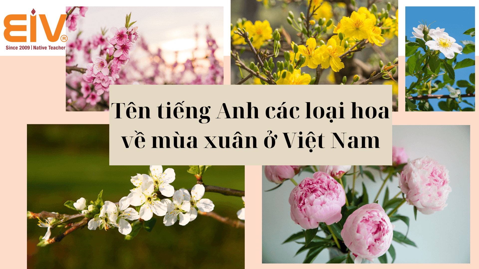 Tên tiếng Anh các loại hoa về mùa xuân ở Việt Nam