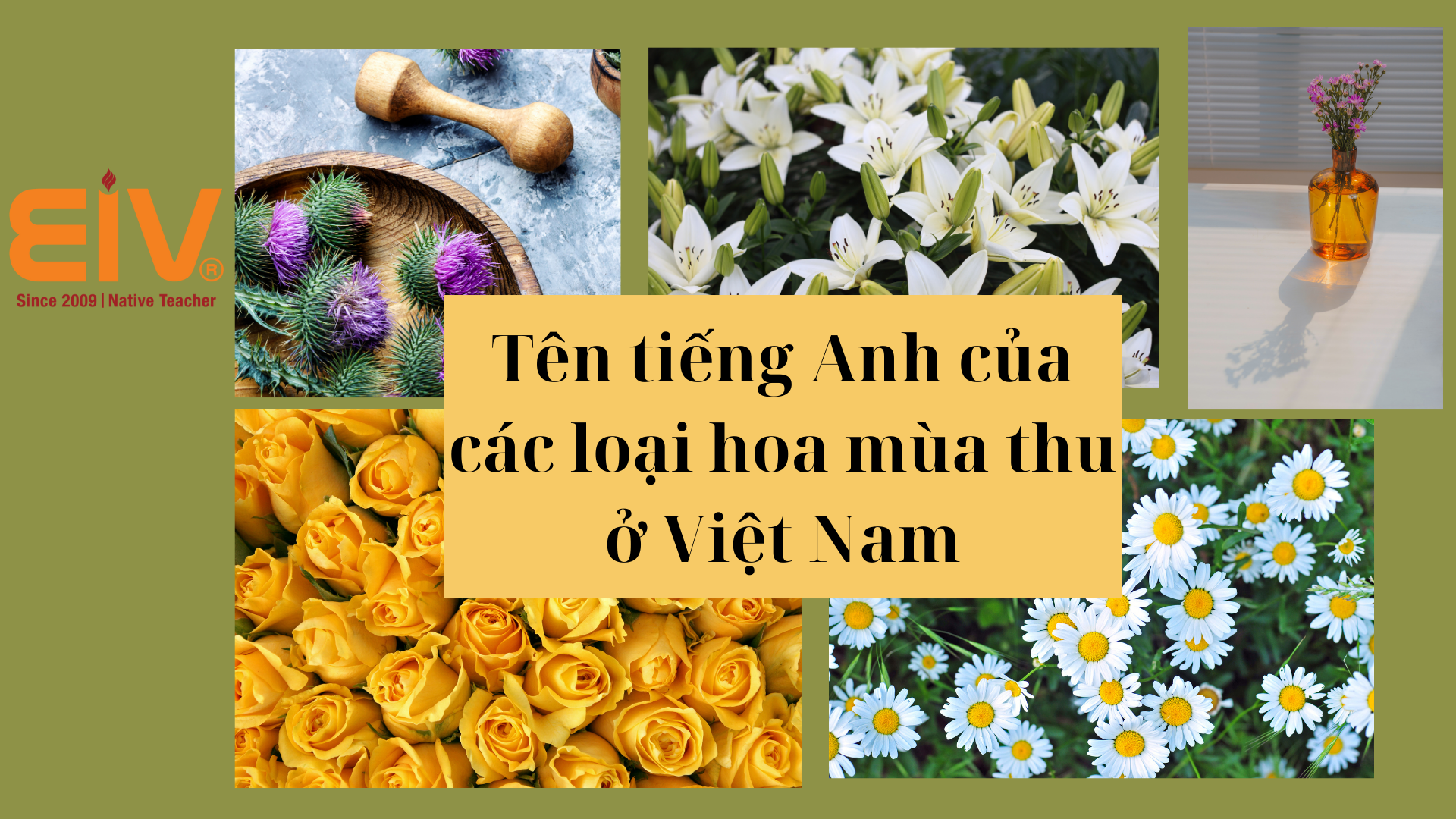Tên tiếng Anh của các loại hoa mùa thu ở Việt Nam