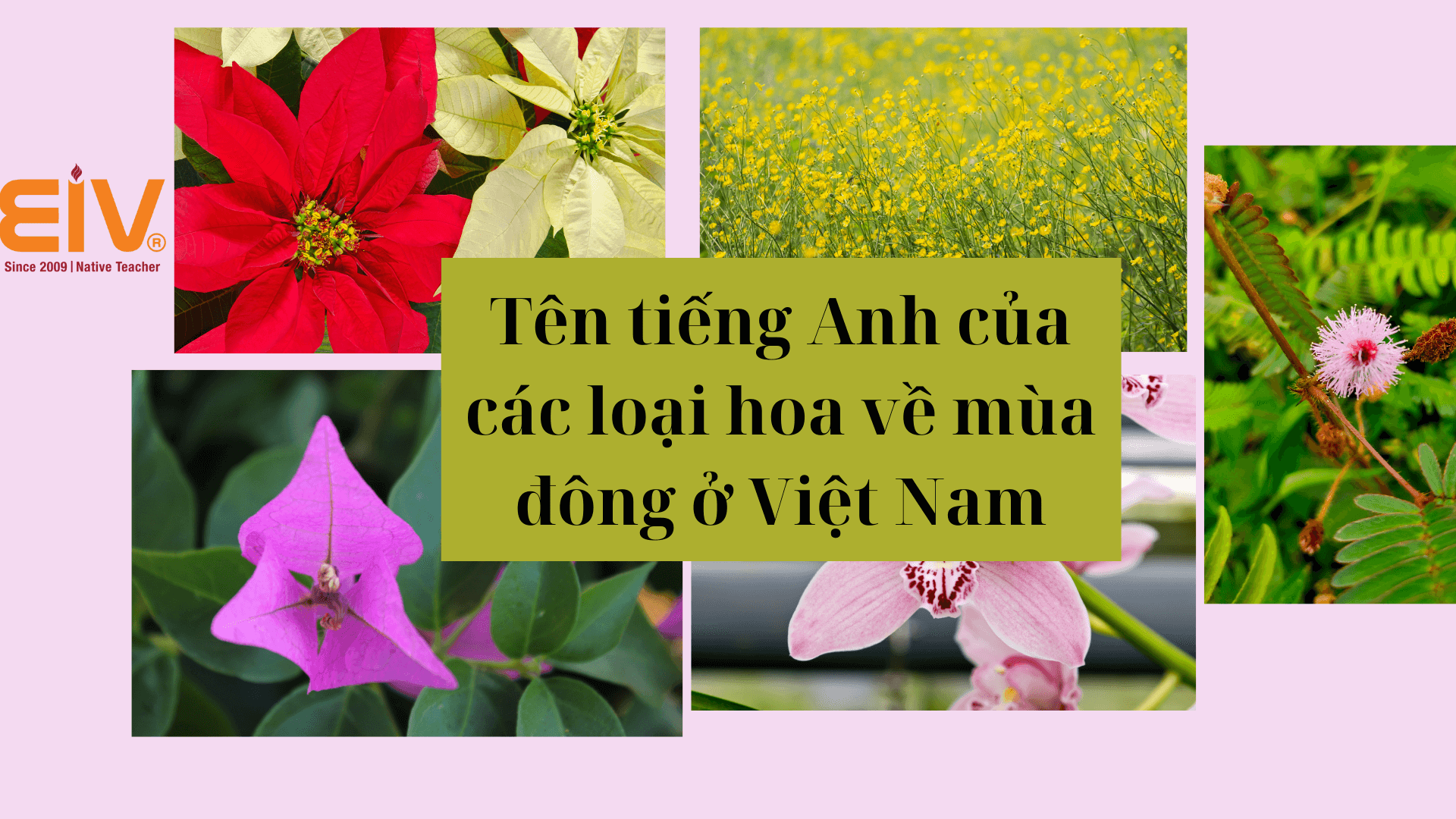 Tên tiếng Anh của các loại hoa về mùa đông ở Việt Nam 